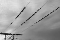 Murder Reoffender Ominous birds on power lines grey,line,wire