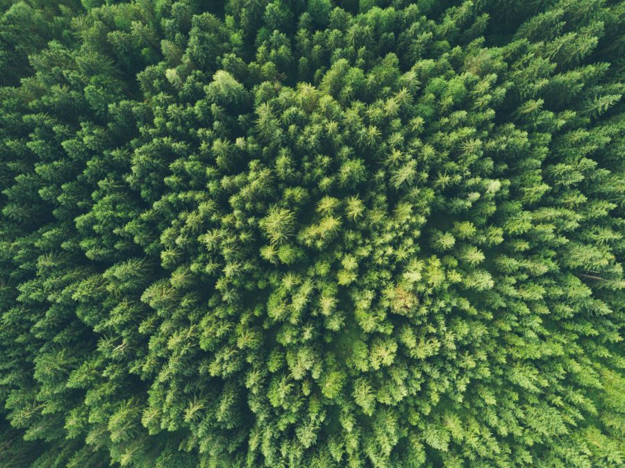 Environment Aerial view of a green forest 