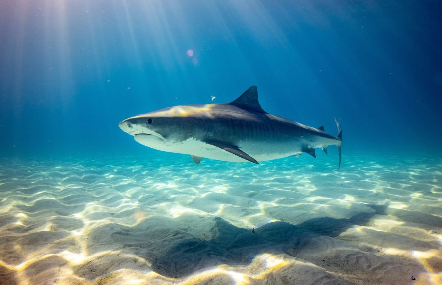 shark Tiger Shark, Bahamas