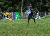 Dog competition dog sports competition dog,frisbee,athletic dogs