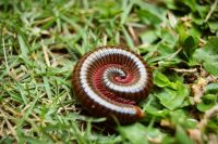 Millipede A rolled-up common Asian millipede (Trigoniulus corallinus) on the green grass. 