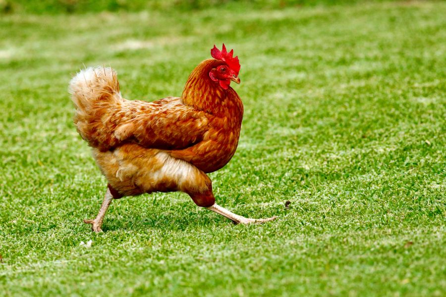 Chicken Striding with purpose
