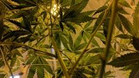 Cannabis  
