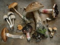 Mushrooms  