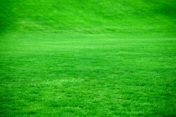 Green spaces A large open green grassy area at a local sports park. 
