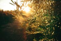 olive tree  mendoza,argentina,sunset