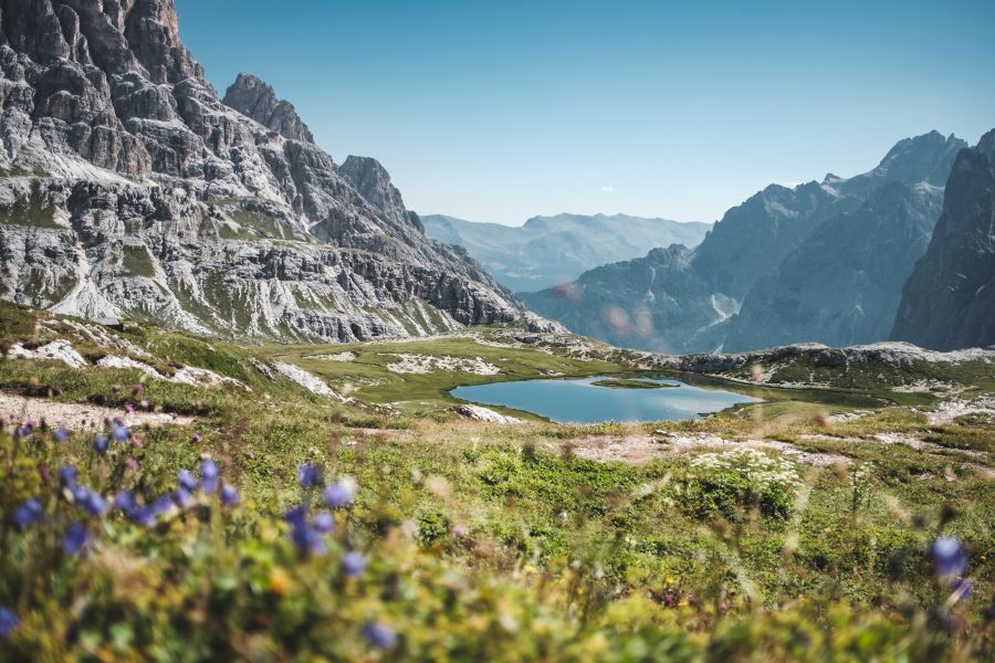 Alps Flowers near mountain lake mountain,nature,landscape