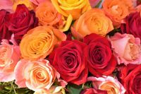 Rose festival Multicolor Rose Bouquet 