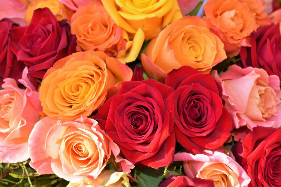 Rose festival Multicolor Rose Bouquet 