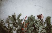 Christmas Christmas background - pine, eucalyptus, berries 