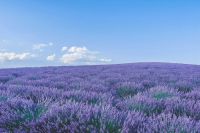 Lavender field Lavande fileds 