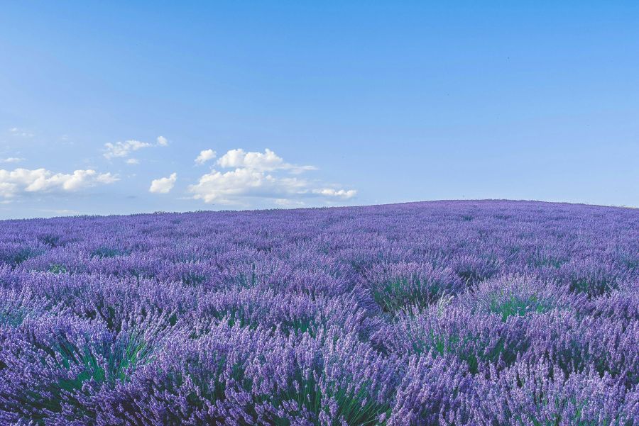 Lavender field Lavande fileds 