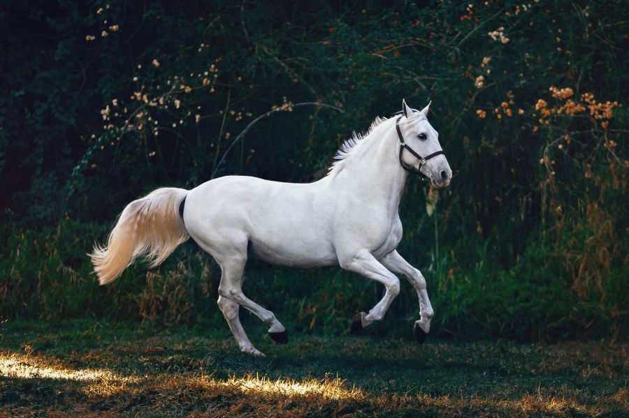 Horses  animal,horse,grey