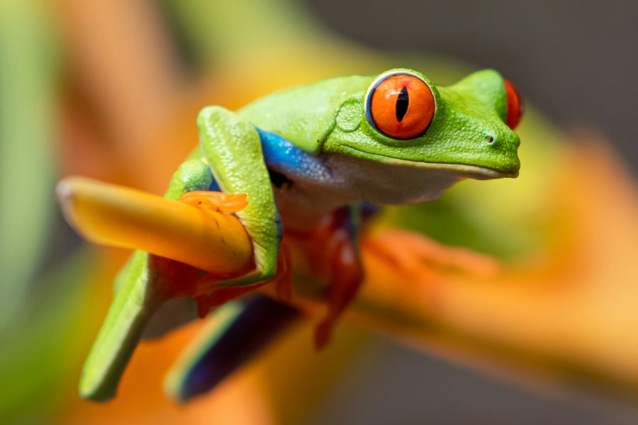 Frog  frog,animal,costa rica