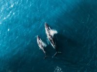 Cetaceans  