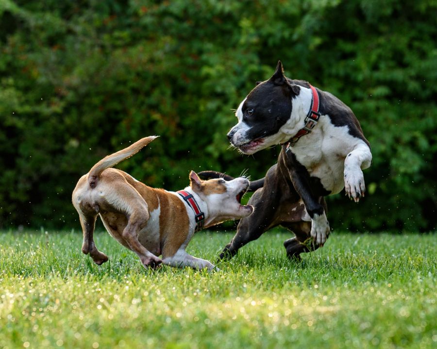 Puppies Staffordshire Honor & Phoenix at Play dog,annoyed,animal