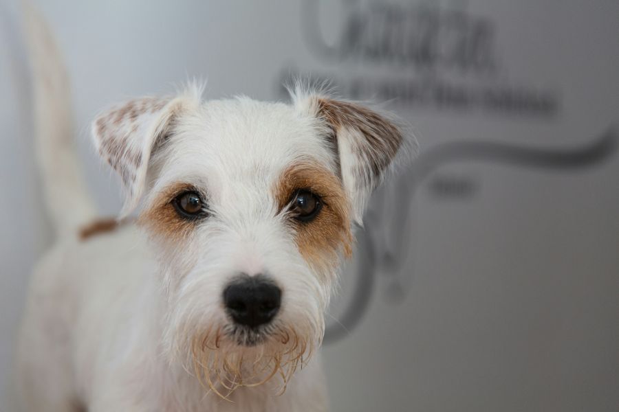 Parson Russell Parson Russell Terrier 2 dog,animal,terrier
