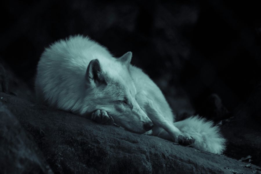 Wolf Wolf sleeping in the dark 