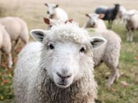 Animal welfare  animal,sheep,farm