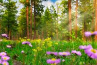 biodiversity nature Wild Flowers In Lush Spring Summer Mountain Pine Forest 