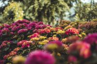 Nature Society  