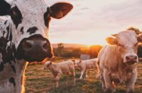 Farm Agriculture  farm,animal,cows