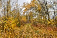 Autumn landscapes autumn meadow path autumn day,nature of ukraine,nikon photographer