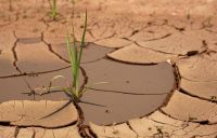 Drought Agriculture In the drought, there will always be life. 