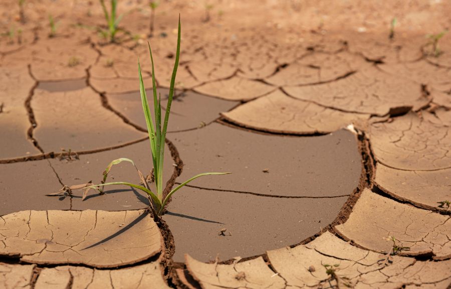 Drought Agriculture In the drought, there will always be life. 