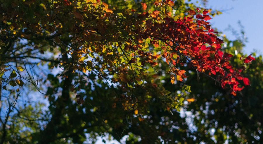 Seasonal workers A tree branch with multiple leaves encompassing all the colors of Autumn. seasonal,tree,fall backgrounds