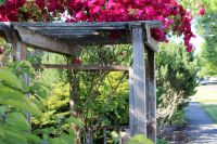 pergola A wooden pergola is adorned with vibrant red climbing roses, possibly Rosa 'Climbing Blaze'. The pergola stands in a lush garden with various green foliage, creating a picturesque scene. The bright flowers contrast with the weathered wood, adding charm and beauty to the outdoor space. The background shows a suburban street, enhancing the garden's inviting atmosphere. pergola,garden,weathered wood