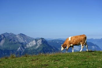 Cows Mountain Swiss as Swiss can