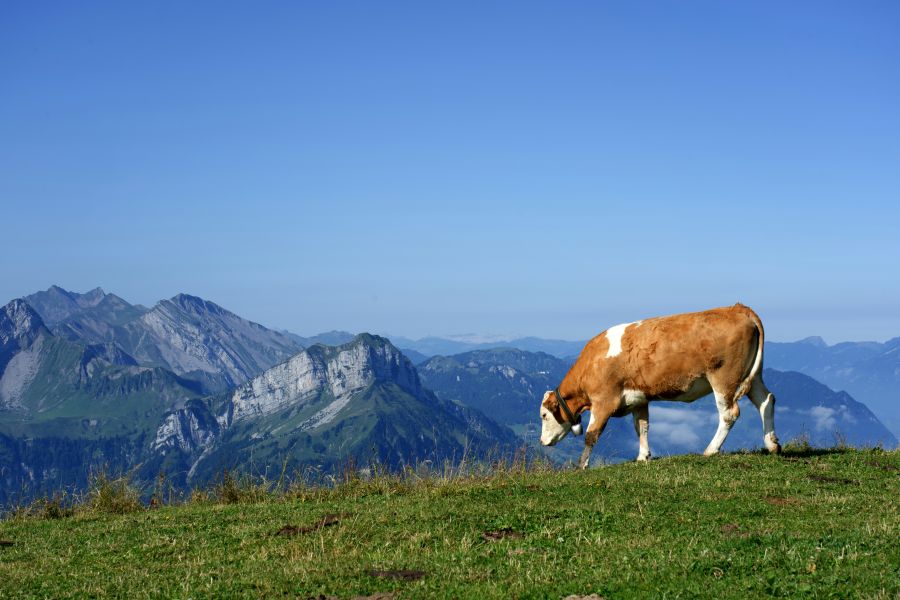 Cows Mountain Swiss as Swiss can  