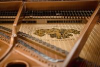 Tétras lyre  leisure activities,musical instrument,harp