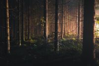 Forest lights I took this image at midnight in a pitch black forest. The light coming from street lights illuminated the trees through the mist and created a dreamy scene. Find me on Instagram @niiloi 
