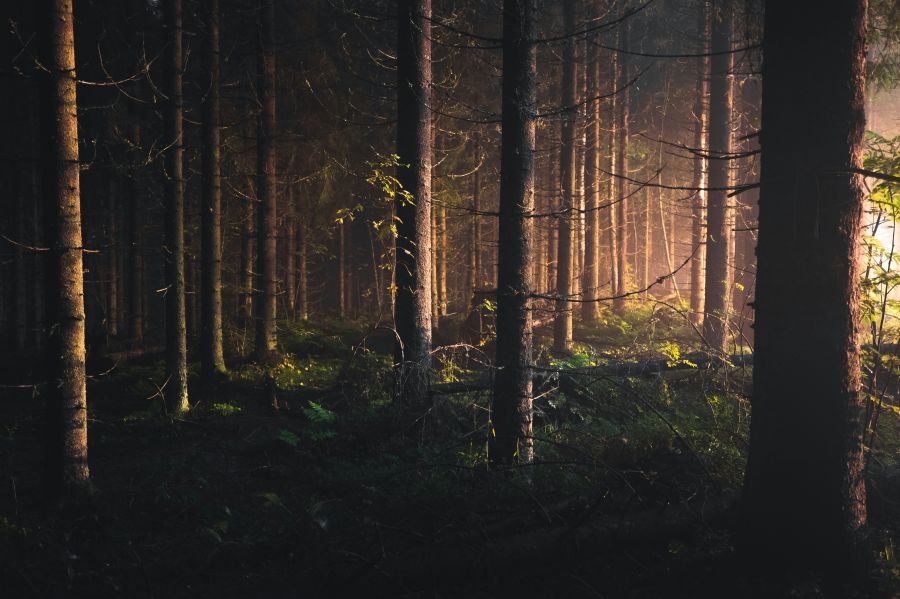Forest lights I took this image at midnight in a pitch black forest. The light coming from street lights illuminated the trees through the mist and created a dreamy scene. Find me on Instagram @niiloi 