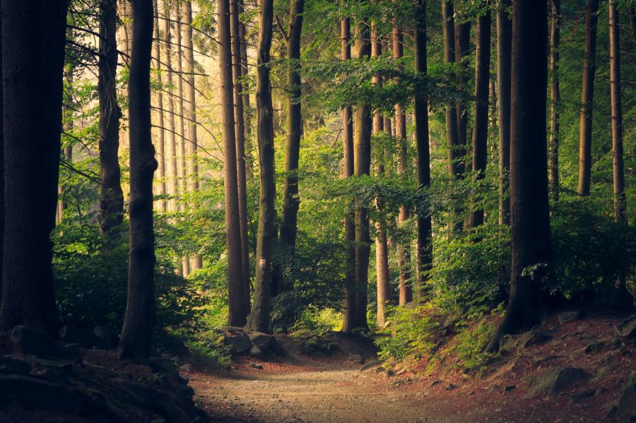 Forest resilience Beautiful woodland path 