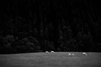 sheep wolves  