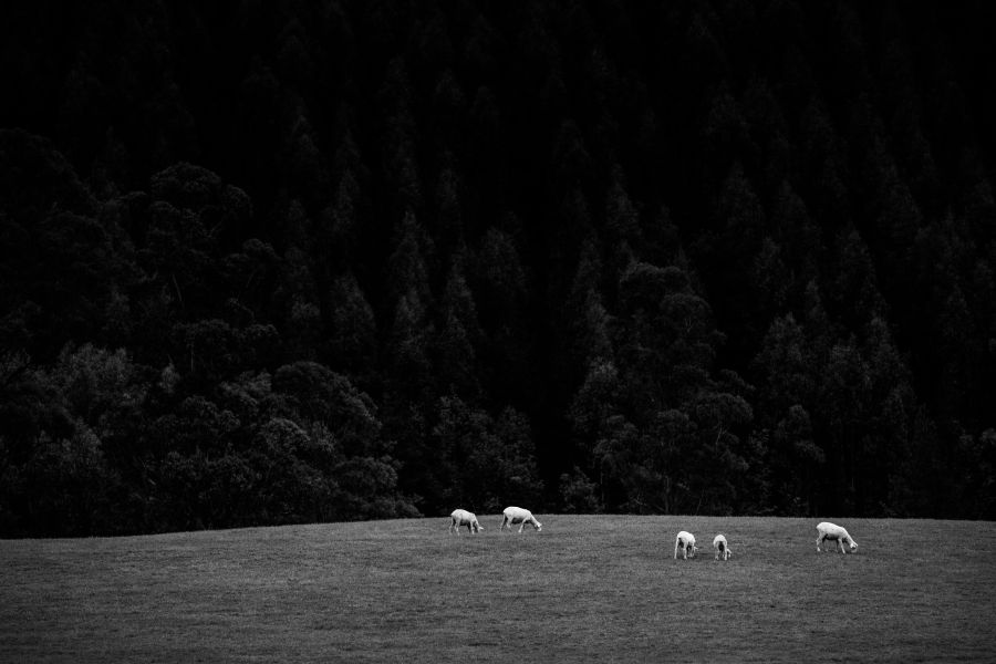 sheep wolves  