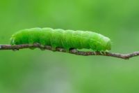 caterpillar Cute caterpillar on a stick. 