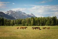 Horses Road Trip nature,field,grassland