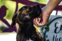 Animal shelter shepherd/lab mix puppy looking at woman petting his head at animal shelter 