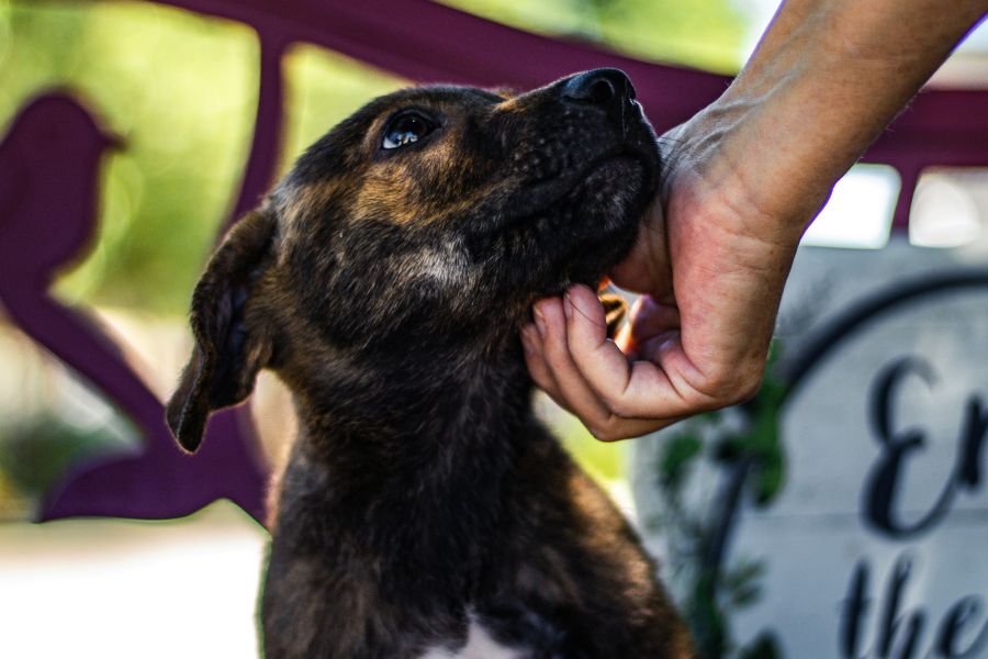 Animal shelter shepherd/lab mix puppy looking at woman petting his head at animal shelter 