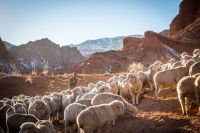 Shepherd Shepherding Livestock animal,sheep,shepherd