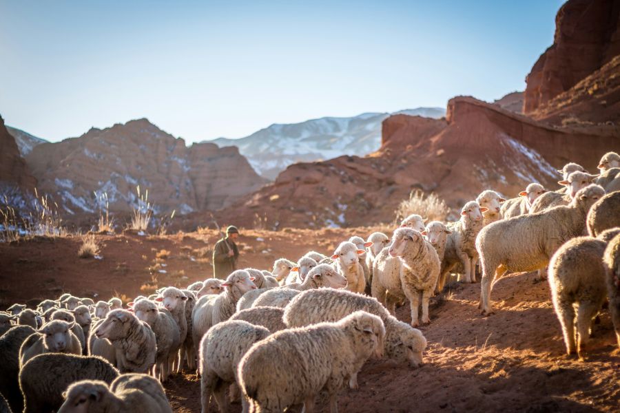 Shepherd Shepherding Livestock animal,sheep,shepherd