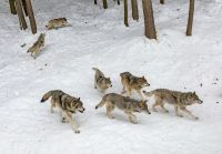 Wolf attack  