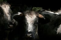 Dairy farmers Moody Blue Gentle yet resilient, cows play a vital role in local communities and the wider farming industry. Their presence shapes the landscape, contributes to sustainable farming practices and embodies the heritage of British livestock management. 