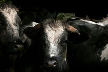 Dairy farmers Moody Blue Gentle yet resilient, cows play a vital role in local communities and the wider farming industry. Their presence shapes the landscape, contributes to sustainable farming practices and embodies the heritage of British livestock management.