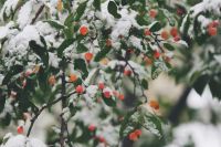 Winter Snowy crabapples 