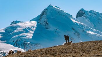shepherd alpine Shepherds in front of the snow-capped mountains